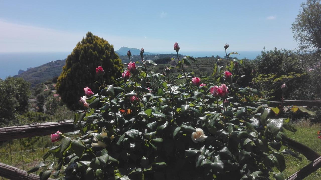 Villa Pietralta Sorrento Kültér fotó